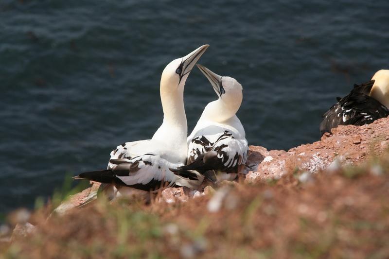 04DP-2008-036 Bild030.JPG - Am Vogelfelsen von Helgoland